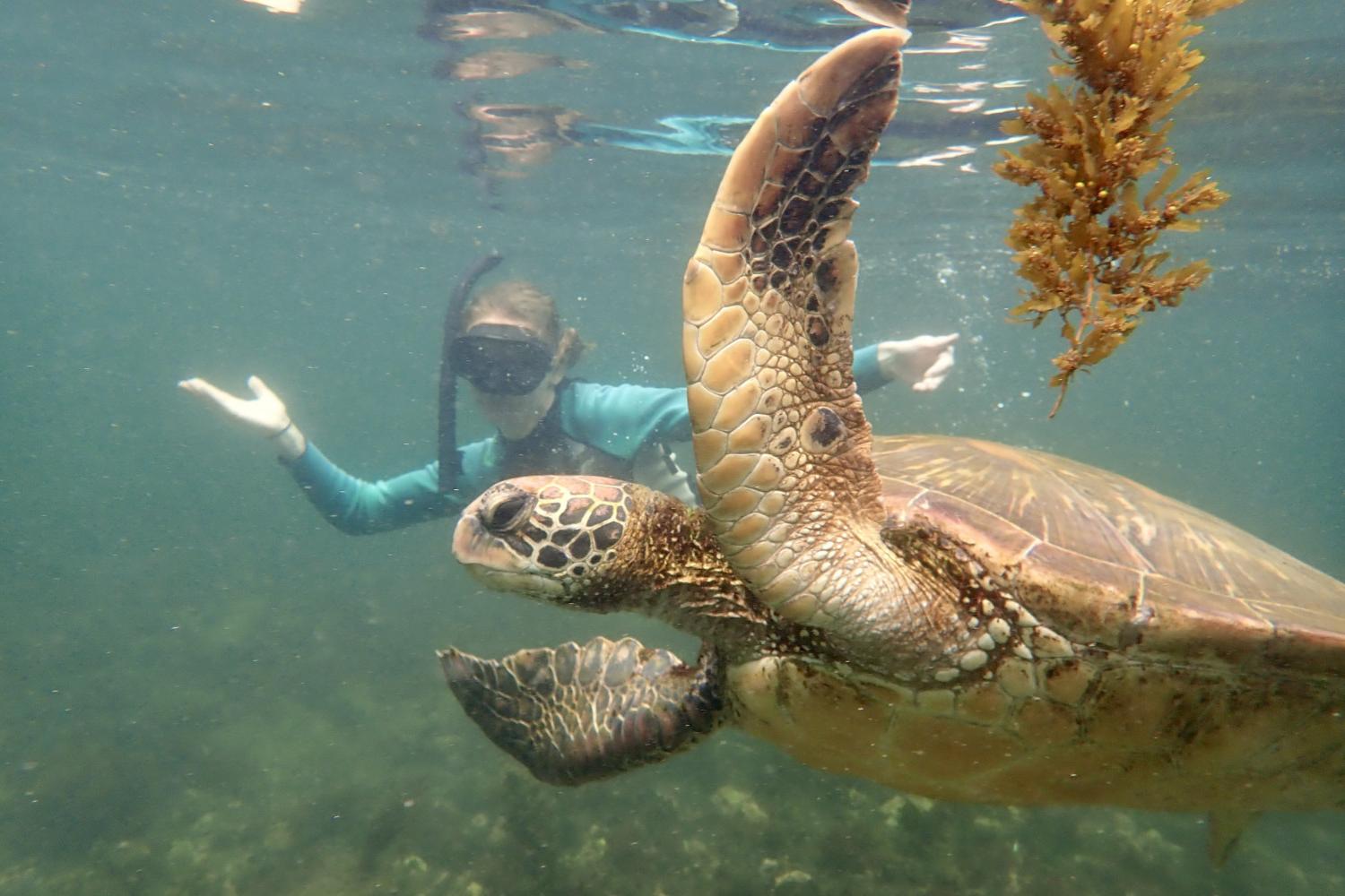 一名<a href='http://unity.shpt100.net'>全球十大赌钱排行app</a>学生在Galápagos群岛游学途中与一只巨龟游泳.